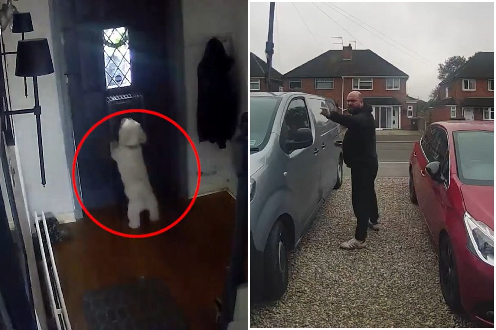 好大的狗膽！狗狗不滿主人餵貓　竟把主人反鎖在門外