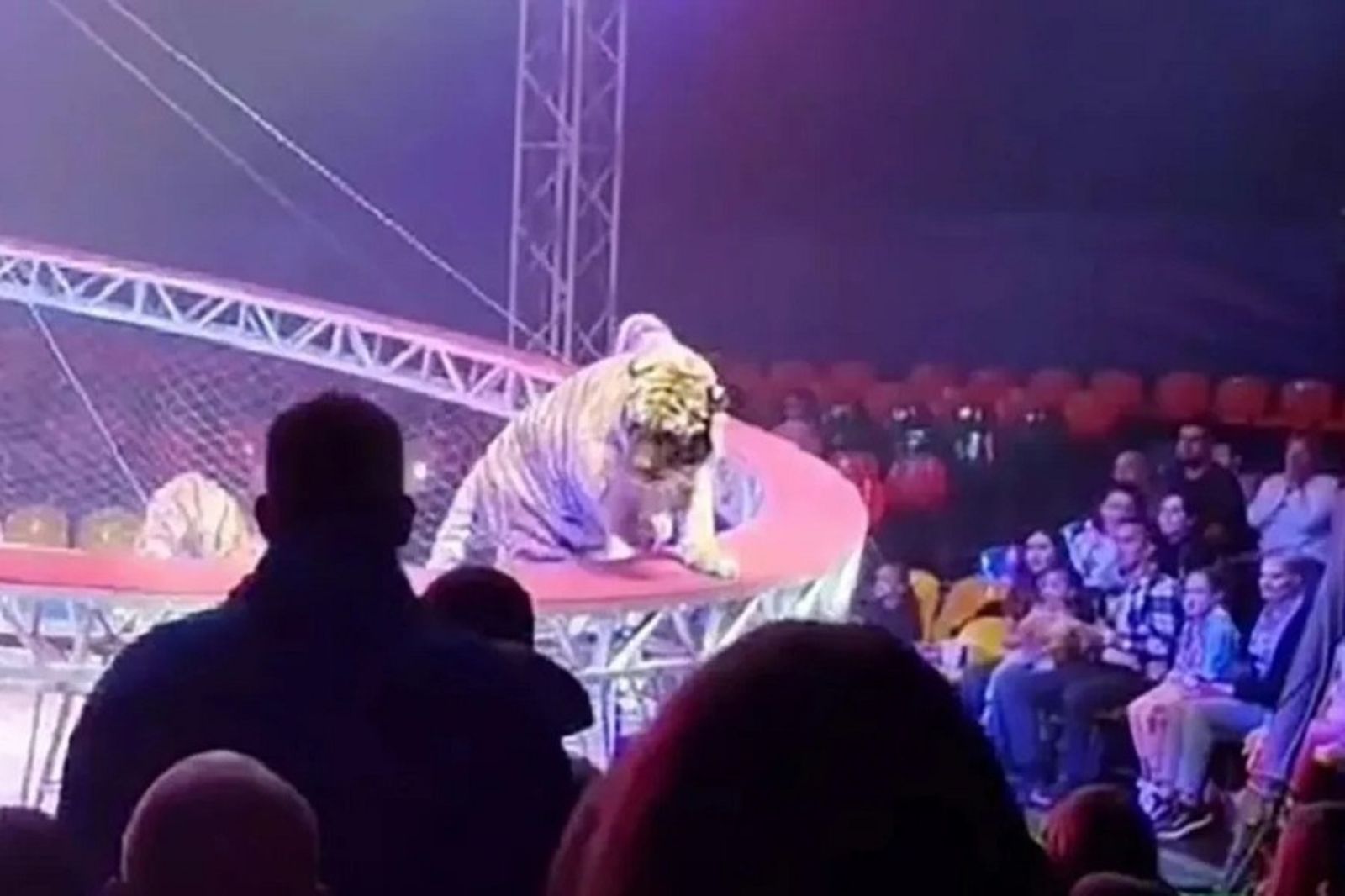 馬戲團老虎不當社畜　表演中突「辭職走虎」衝入人群！觀眾嚇壞