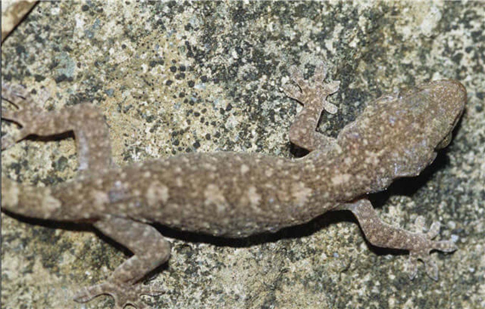 守宮配種受傷變臉勒索　假律師要脅國生妹「賣屁股」4次抵債