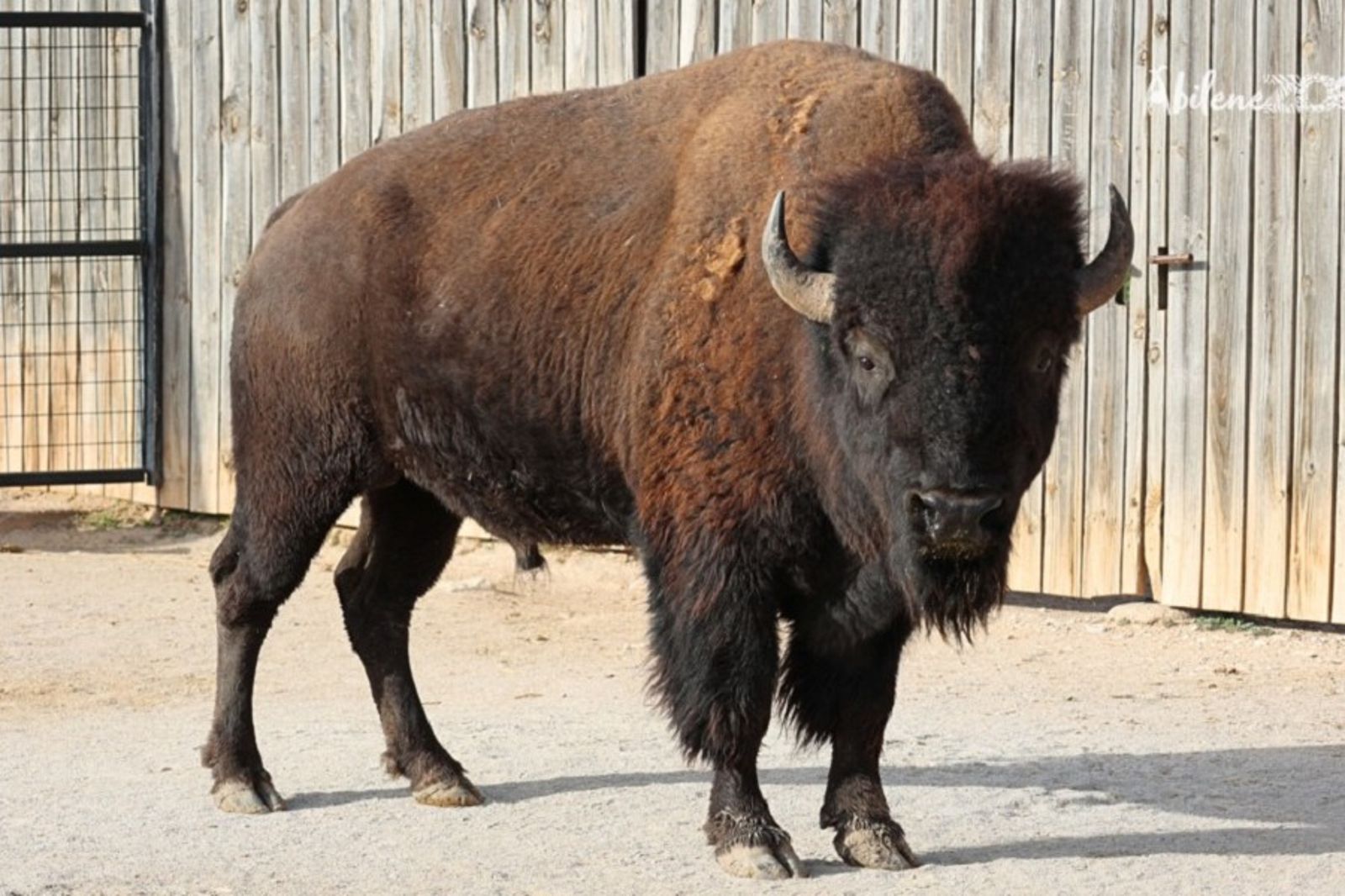 你有獲得野牛授權嗎?男在路邊拍牠 慘被「頂到天空」驚悚飛拋重摔