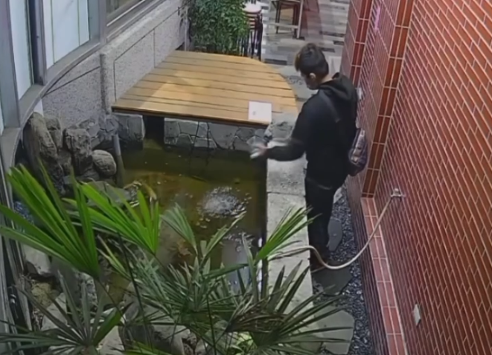 錦鯉大規模屠殺案!惡男狠倒「水晶寶寶」害20條魚撐死團滅...下場曝