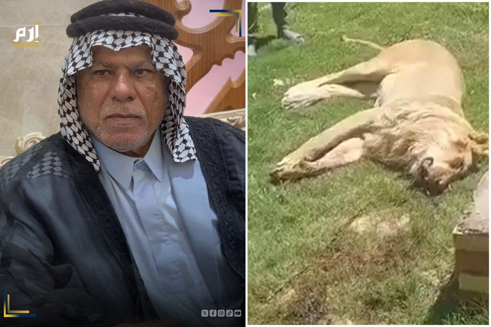 牠是獅子不是貓！男買來當寵物喵星人反被狠咬慘死　獅子也遭處決