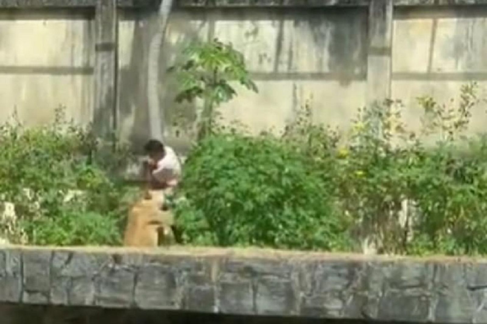 少年把獅子當貓 翻越動物園圍欄闖入!眾人目睹他遭狠咬慘死