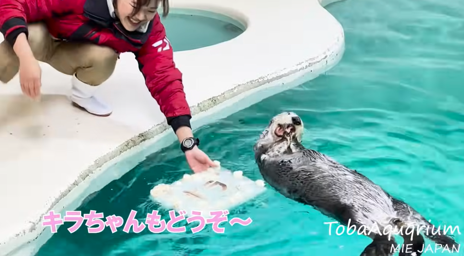 鳥羽水族館的海獺直播，吸引不少忠實粉絲。圖／翻自鳥羽水族館YT