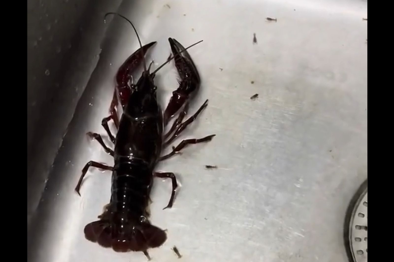 買龍蝦回家煮 驚見「牠生寶寶了」65萬網求情:別讓孩子沒有媽