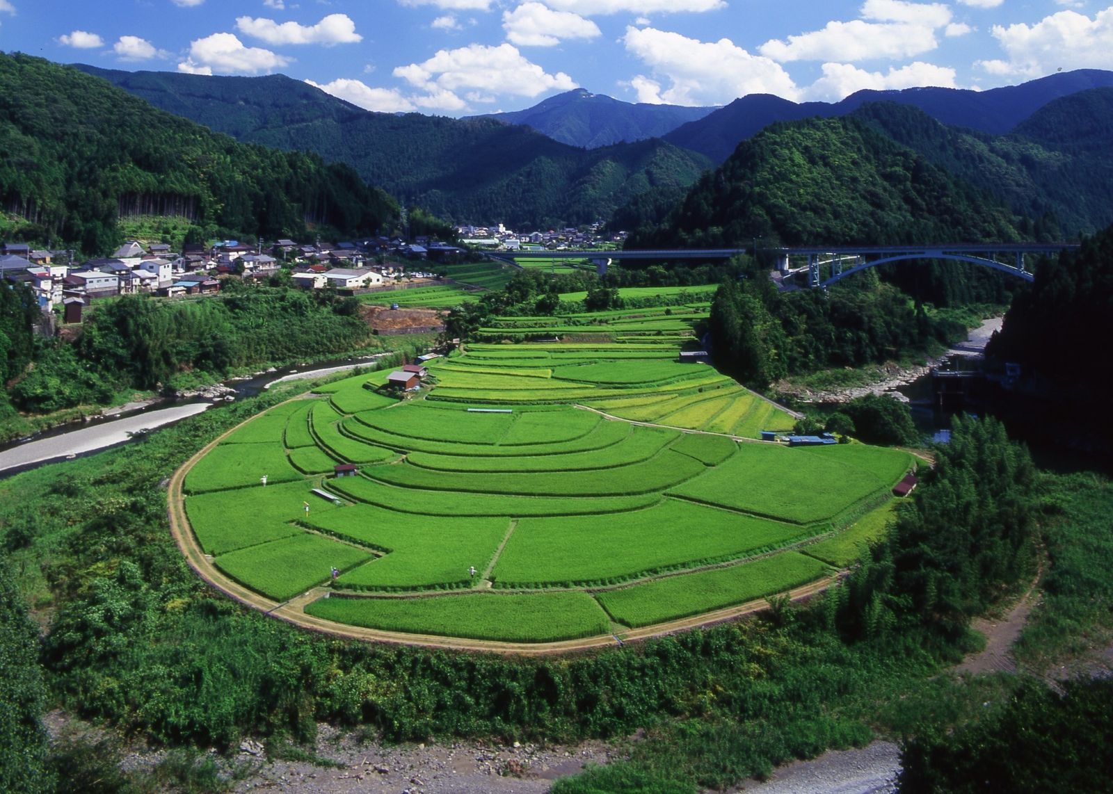 關稅第一戰／美日農產品篇　農產問題日若讓步怕會丟選票