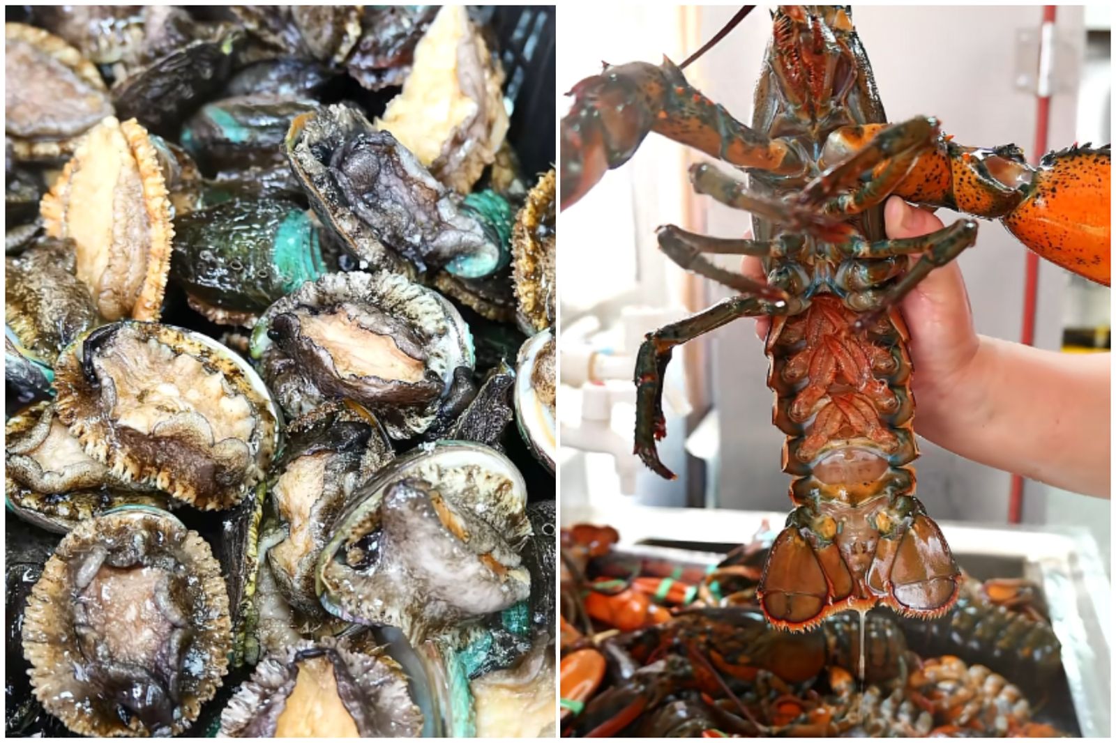 一天85元餐費能吃到「鮑魚龍蝦」幼兒園爆紅! 破萬家長想讓孩子入園