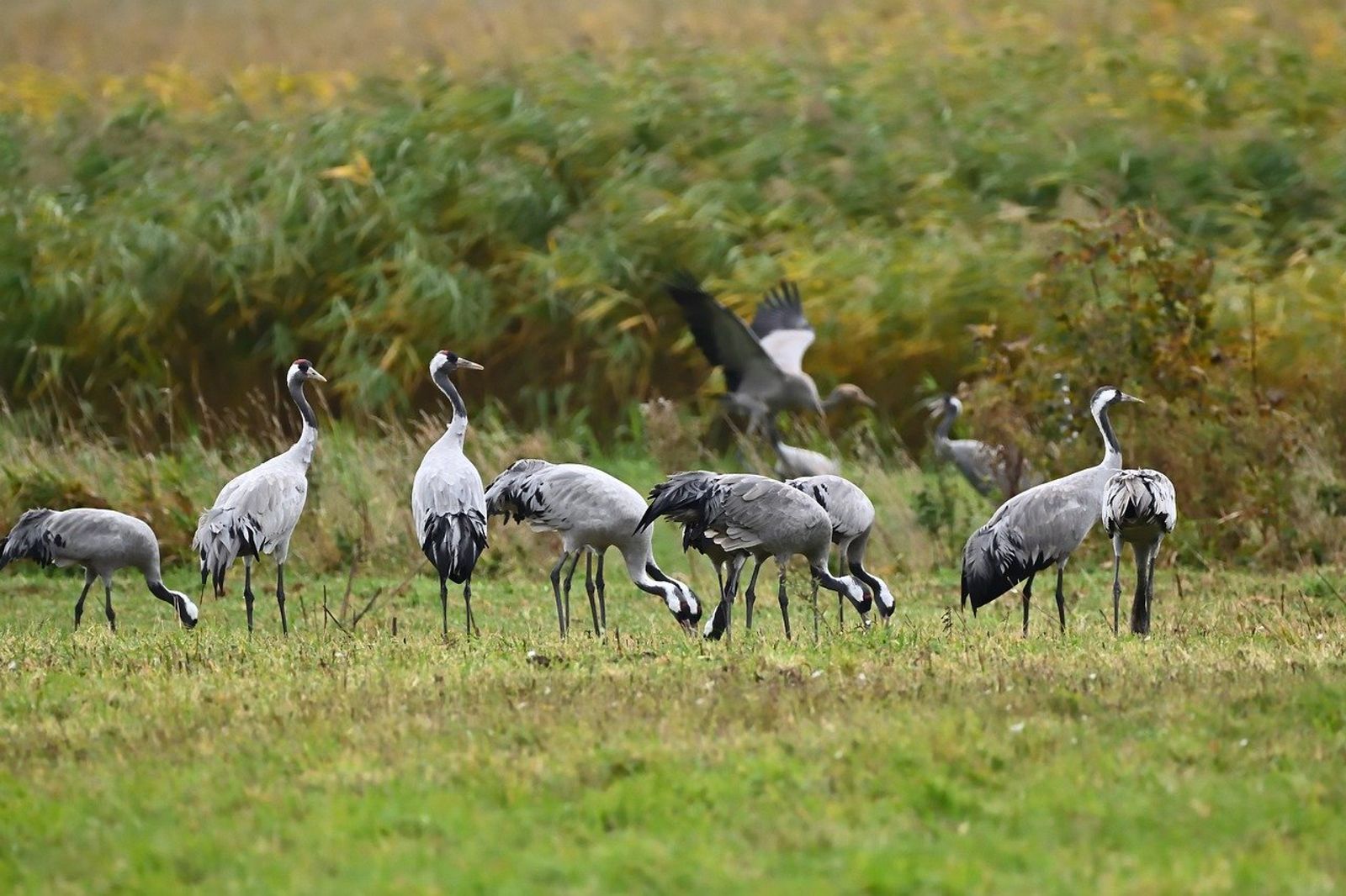 拿全台防疫開玩笑?雲林男網購1886瓶禽流感疫苗闖關 恐致病毒變異遭查扣