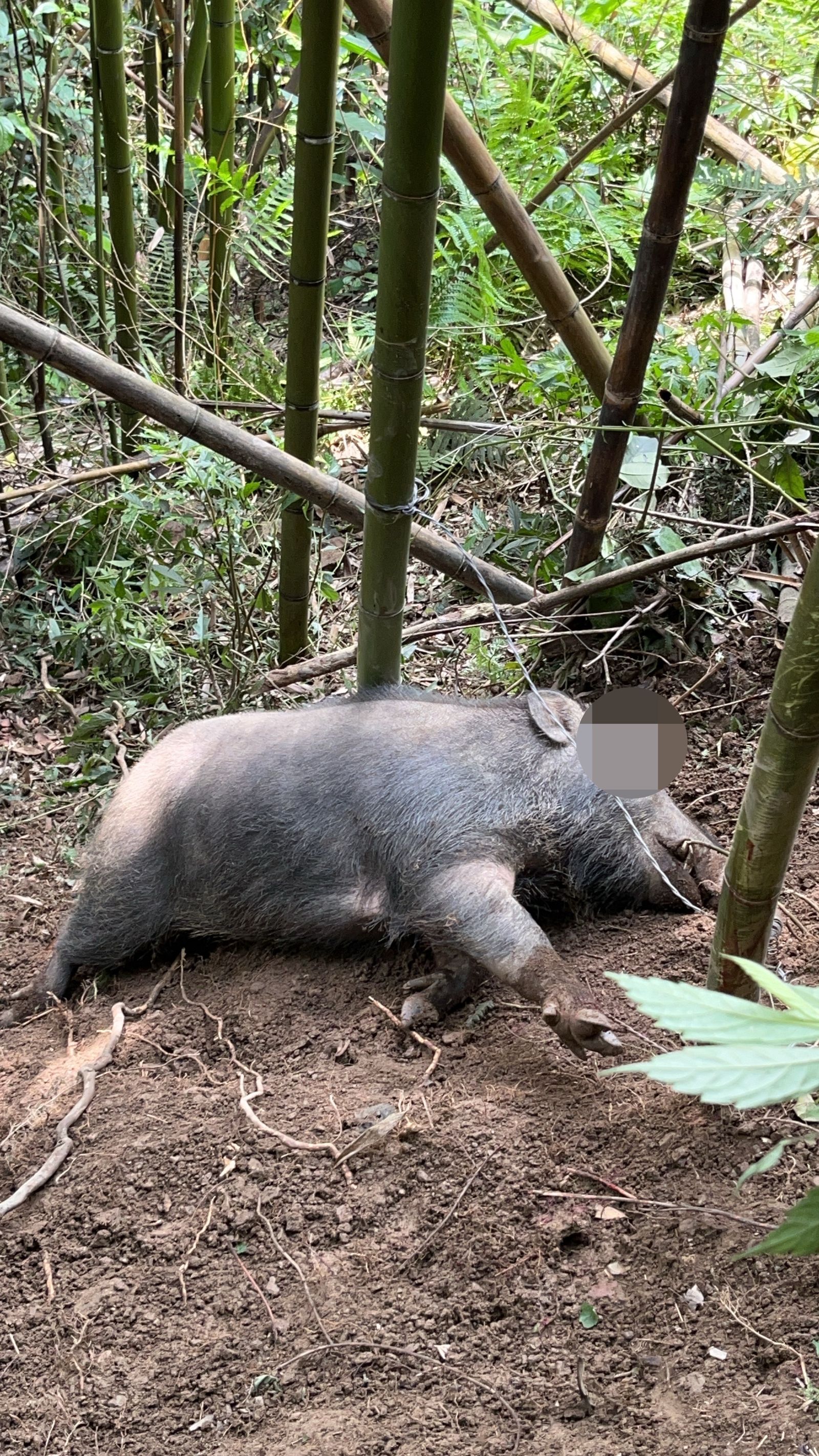 林慶台捕獲的山豬。林慶台提供