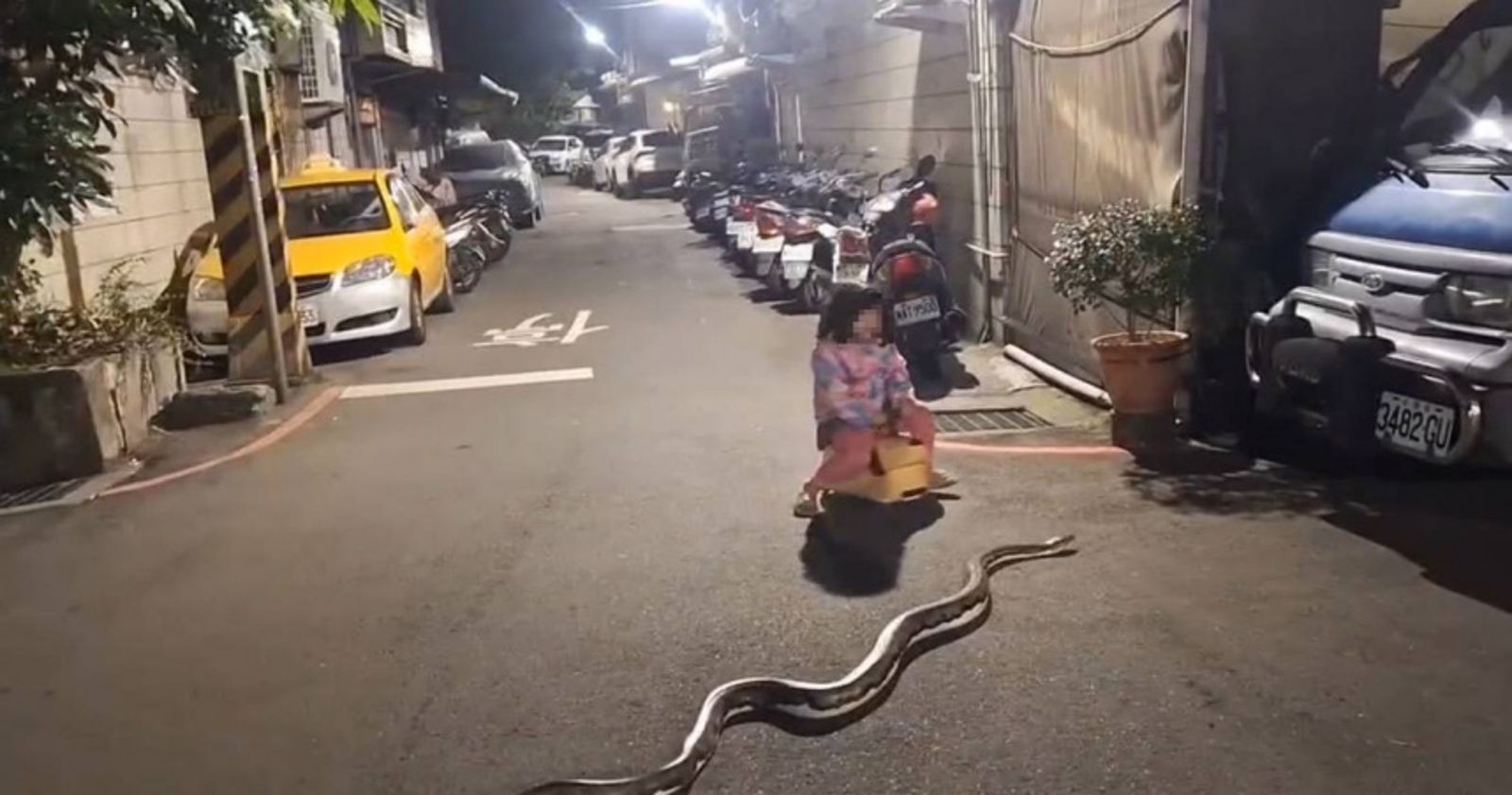 新北蘆洲「2公尺蟒蛇遛大街」！學步車女童淡定經過…網炸鍋：台灣的佛羅里達？