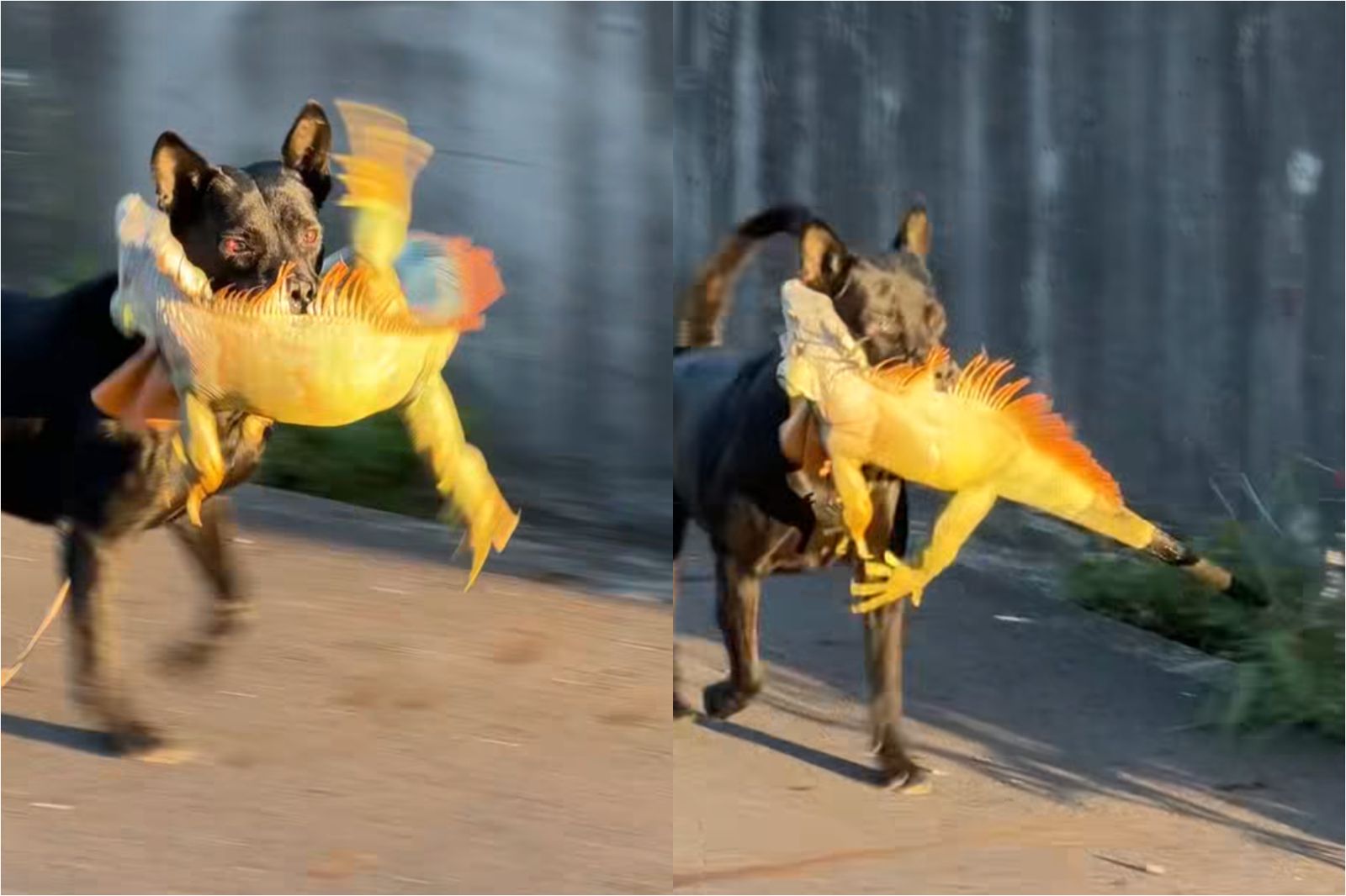 小黑狗叼綠鬣蜥換雞腿？民眾直擊精彩搏鬥過程「不到10秒就解決」