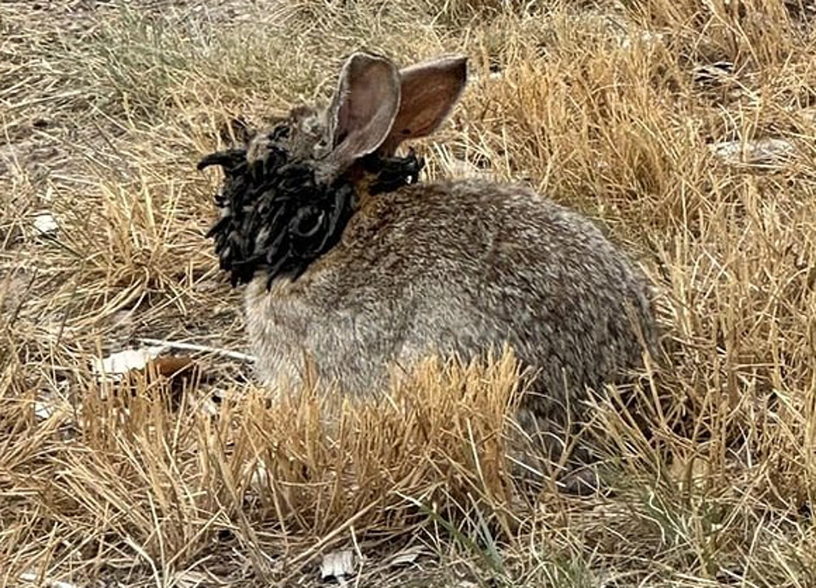 美國出現異形兔子引起網友熱議。圖/翻攝自網路