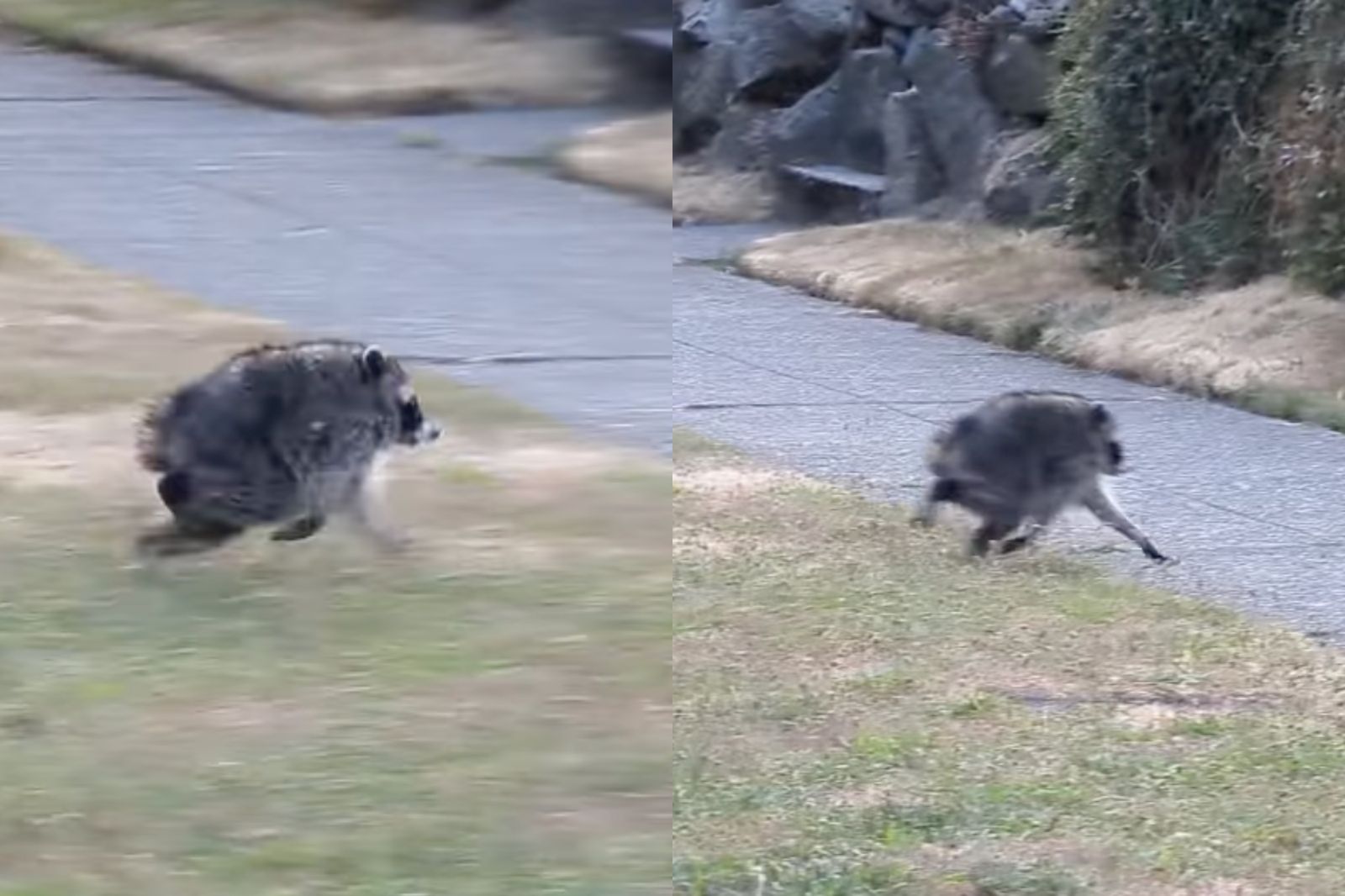 外型超獵奇!西雅圖變異浣熊「吉莫西」爆紅...超萌跑步畫面瘋傳