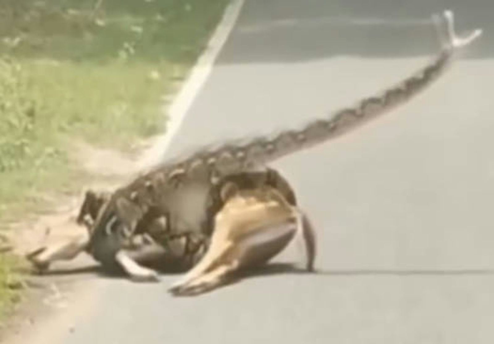 公路上驚見鹿「披蟒蛇圍巾」！英勇駕駛機智救援...驚險過程曝