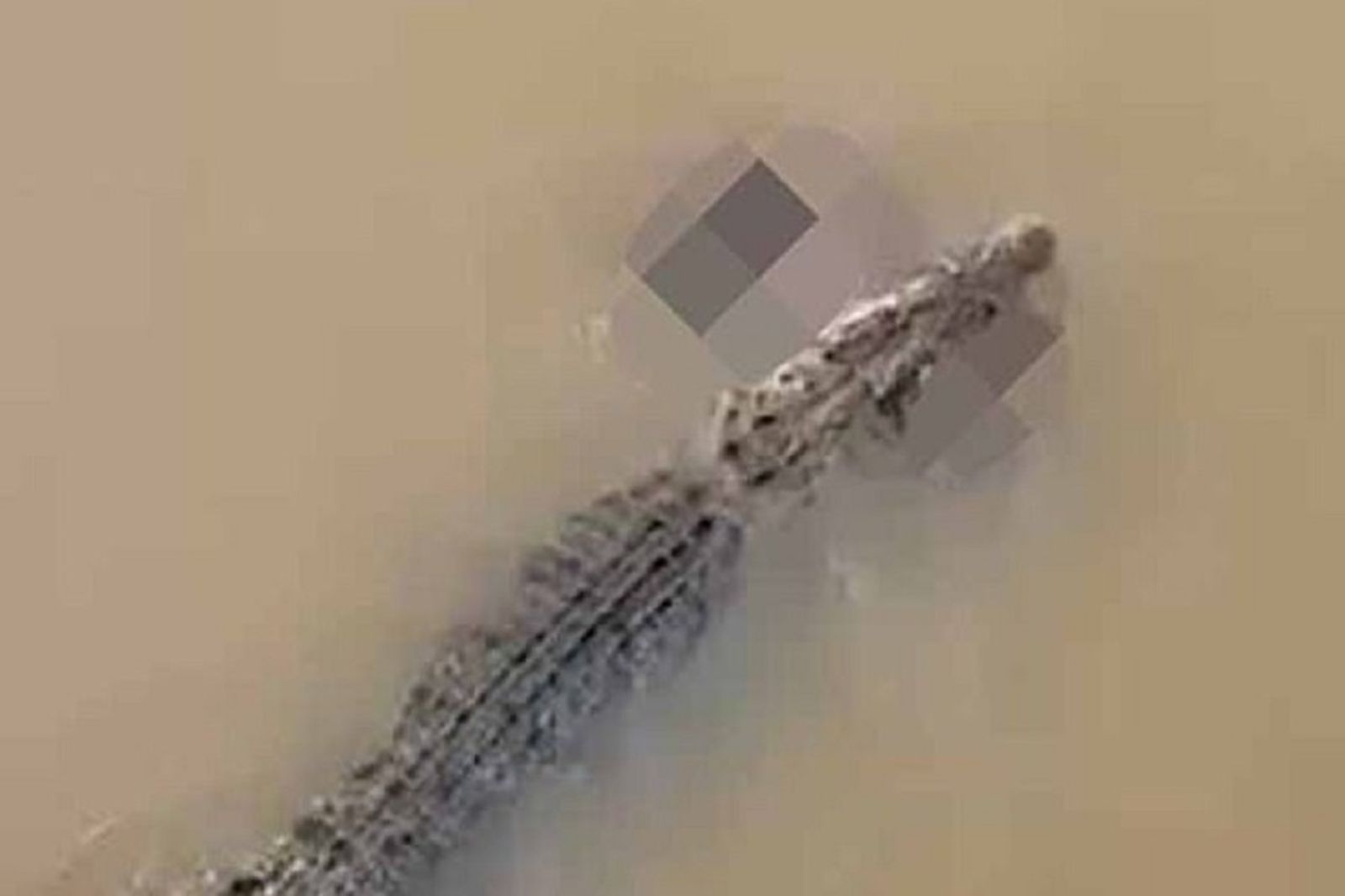 慎入!她只是去河邊洗衣服 慘變鱷魚獵物死在鄉民面前