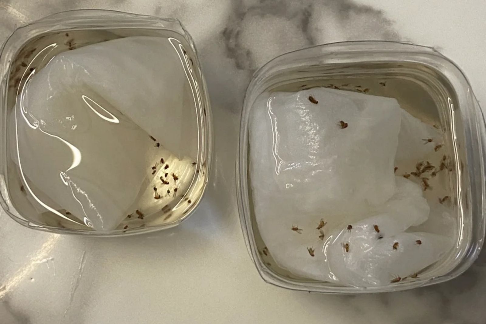 家中小黑蟲超煩！達人「簡單1招」一個下午全消失：比電蚊拍有用