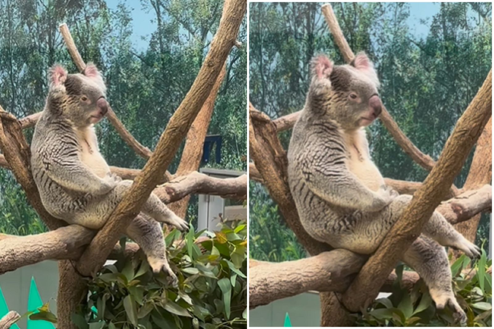 這隻無尾熊坐姿太優雅　是工讀生？全球網友瘋狂「會跟我泡茶聊人生」