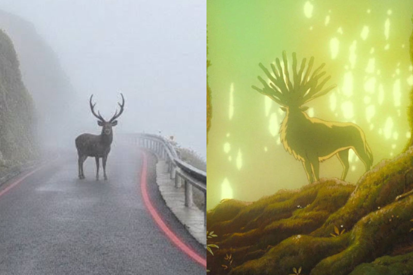 合歡山水鹿霧中現身!神還原《魔法公主》山獸神...真相曝光