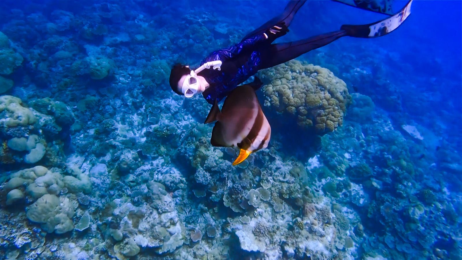 温貞菱潛水喜獲小魚粉絲。公視提供
