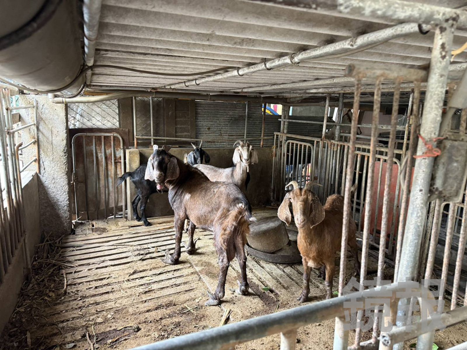 李姓男子住處目前所飼養的羊隻。雲林地檢署提供