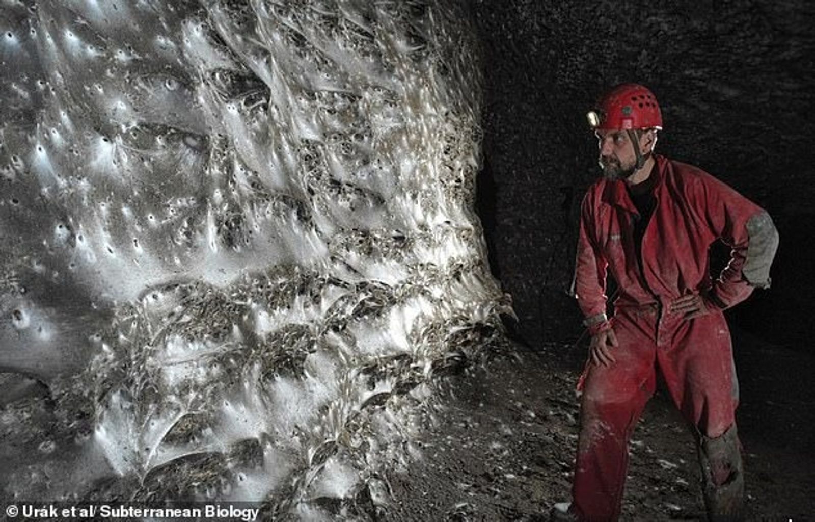 真盤絲洞！科學家發現全球最大蜘蛛網　11萬隻蜘蛛住這裡