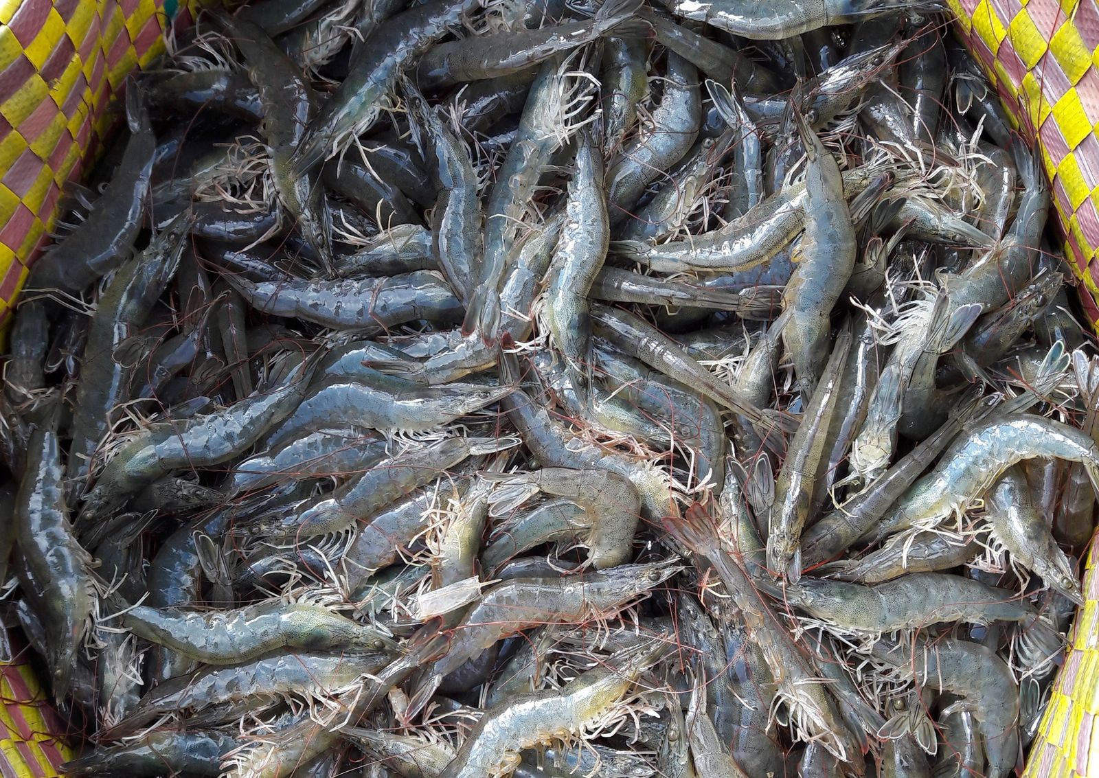 宏都拉斯白蝦出口「蒸發逾28億」！業者不滿中國毀了生意　議員急了