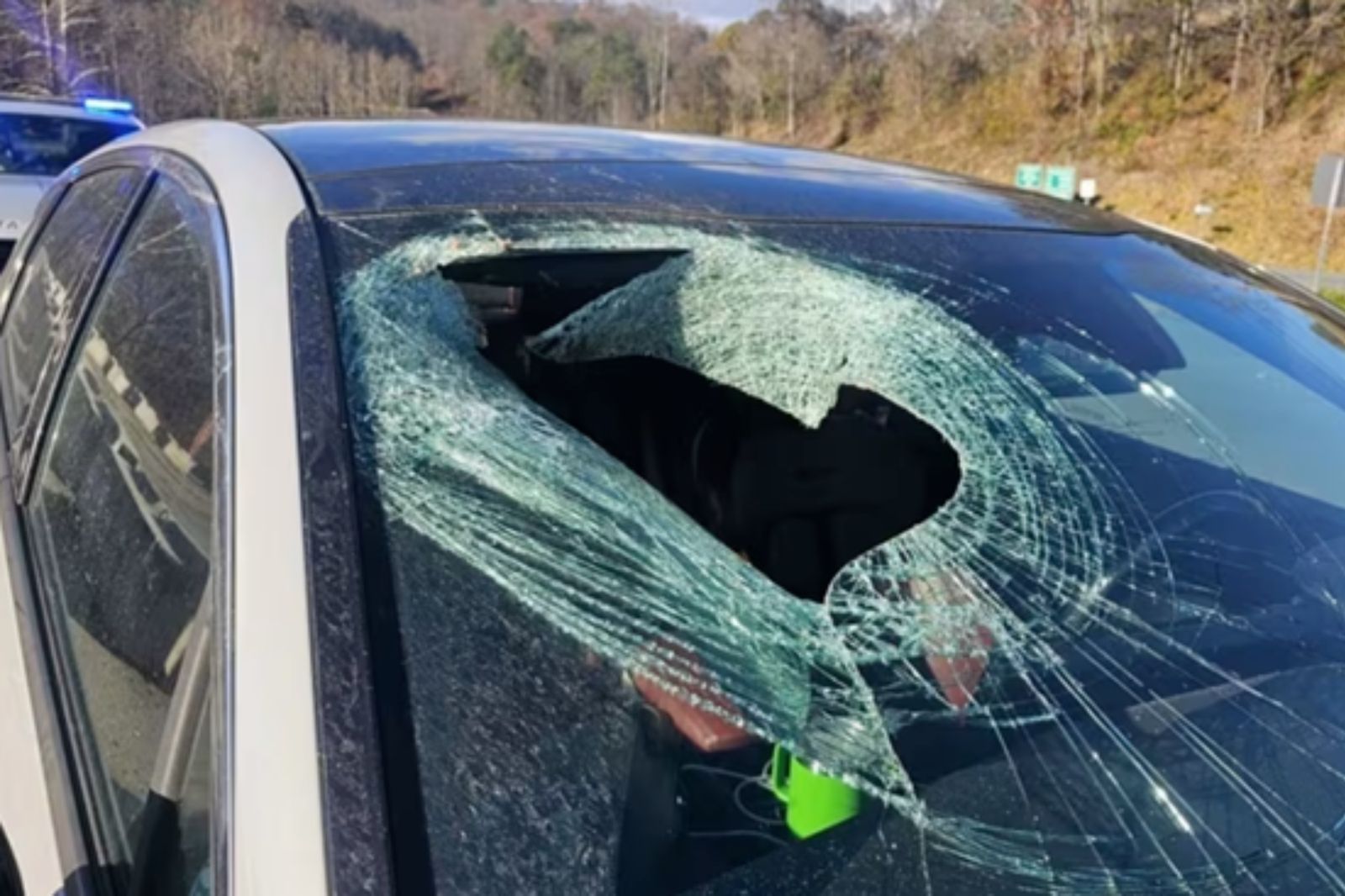 開車上班竟遭「貓屍砸車」玻璃全碎！她崩潰喊身上都內臟　「凶手」曝光難以置信