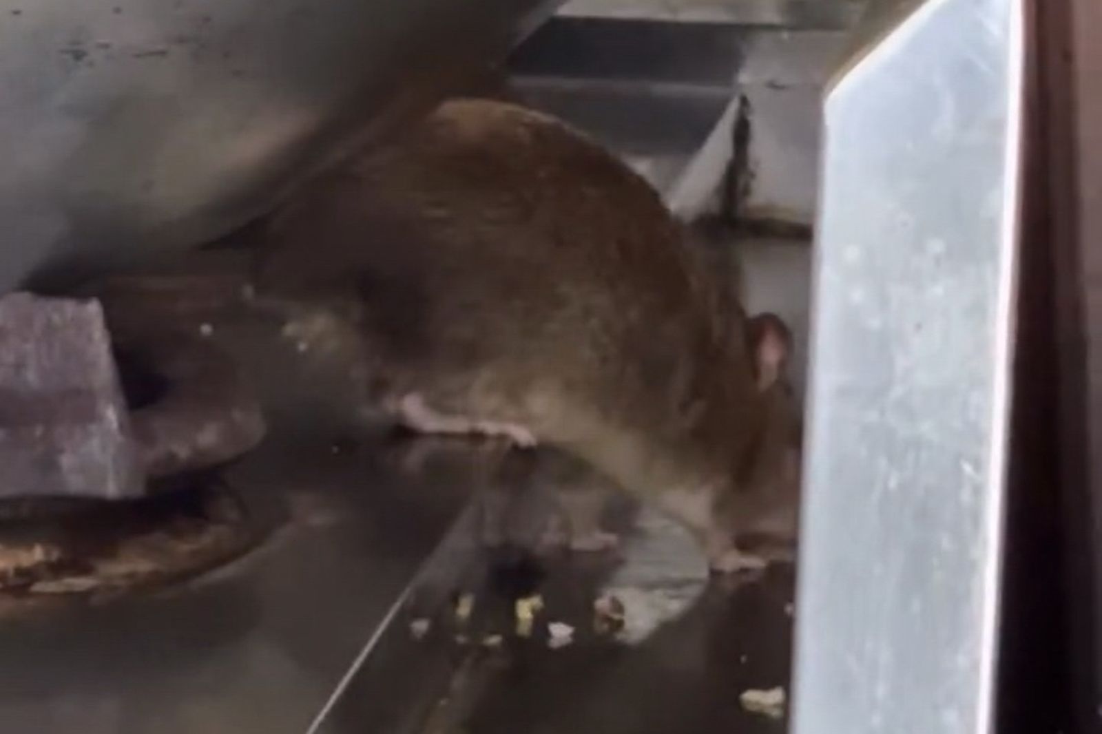 「料理鼠王」闖逢甲商圈便當店...大啖爐邊殘渣畫面曝　民眾嚇歪不敢用餐