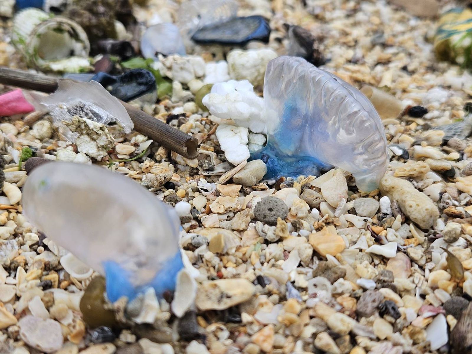 世界第三毒水母出沒北海岸。圖／北觀處提供