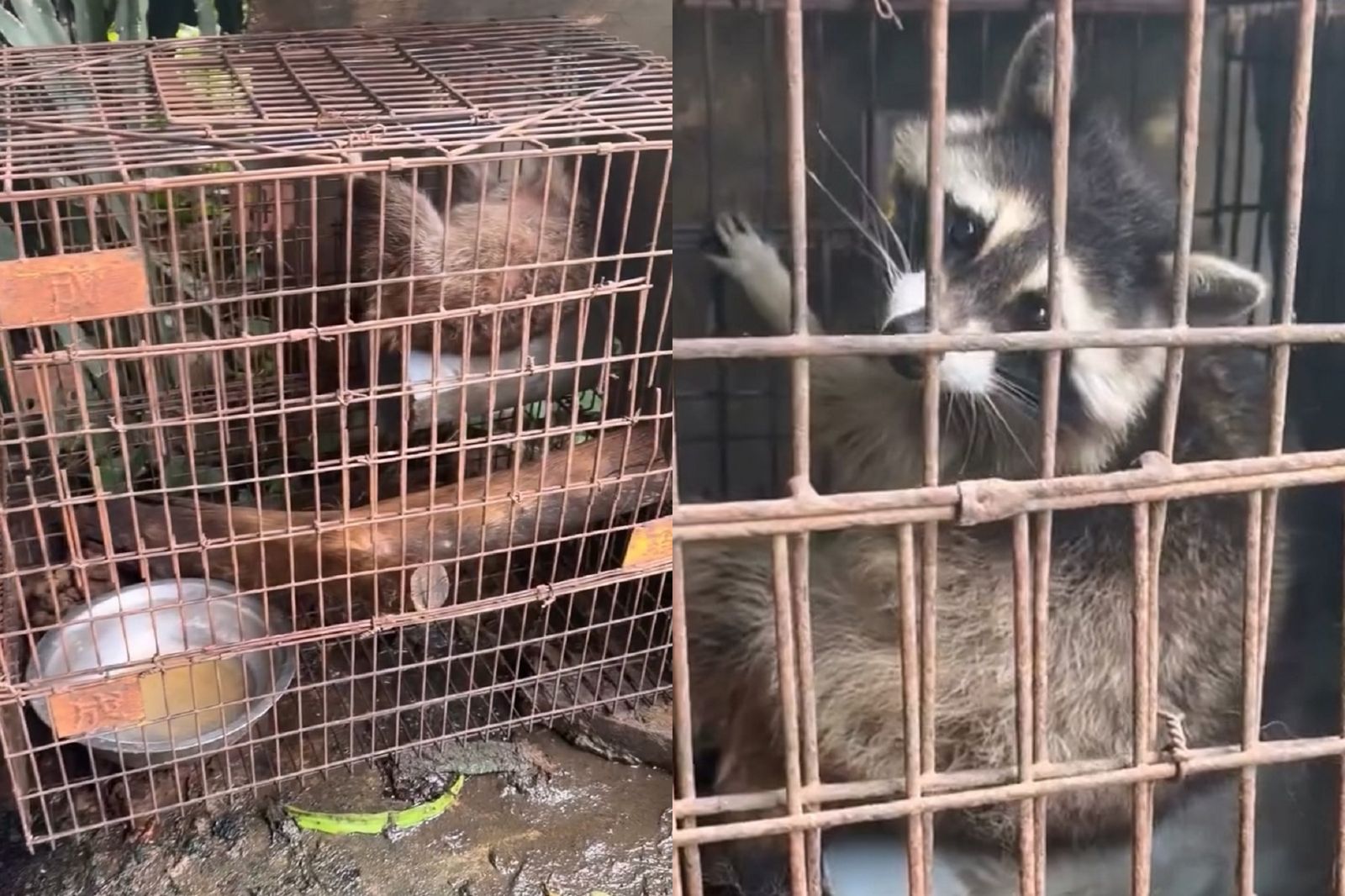 誰來救救鐵籠浣熊!關養生銹鐵籠、環境髒污不堪 台中動保處出手了