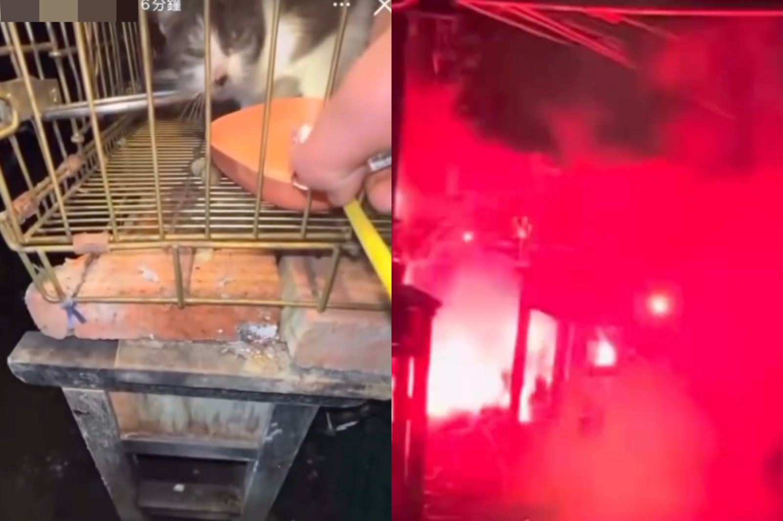 惡劣！國中生屁孩點沖天炮炸貓　笑喊「新年快樂」...校方要懲處了