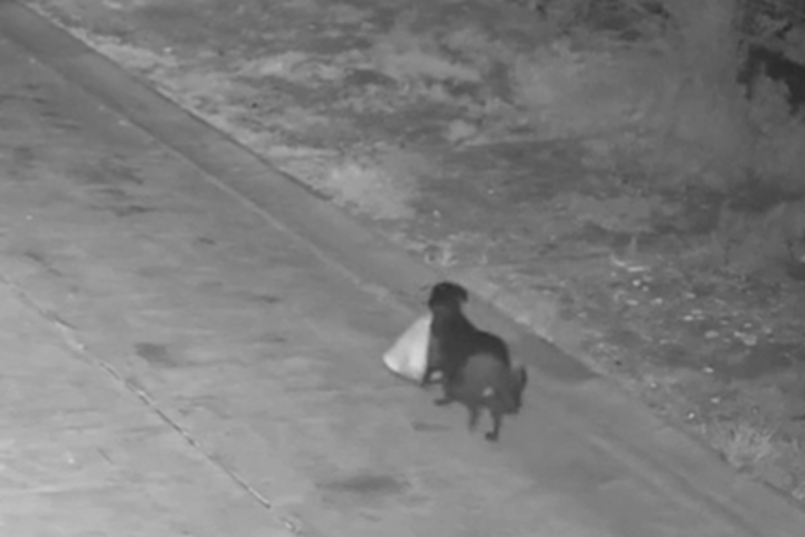 聰明狗幫主人「亂丟垃圾」！政府氣炸：別拿動物當違法幫手
