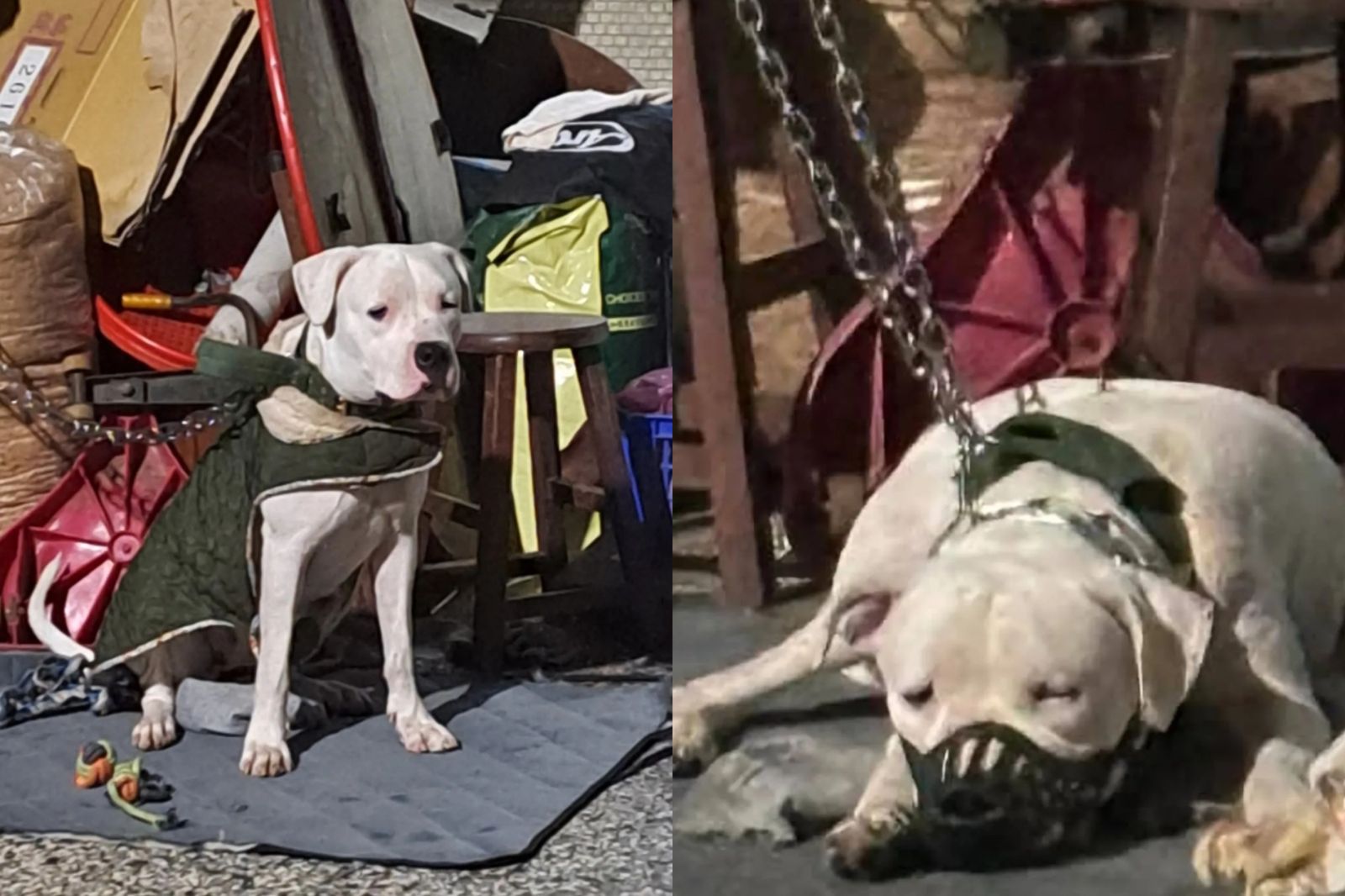 彰化杜告犬受虐失蹤1個月！民眾集資「懸賞30萬」：死要見屍