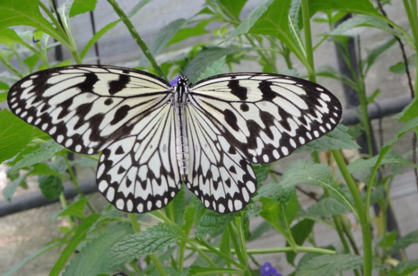 為送愛子禮物出奇招　「汗水偷蝶」藏紙袋！慈父下場慘了