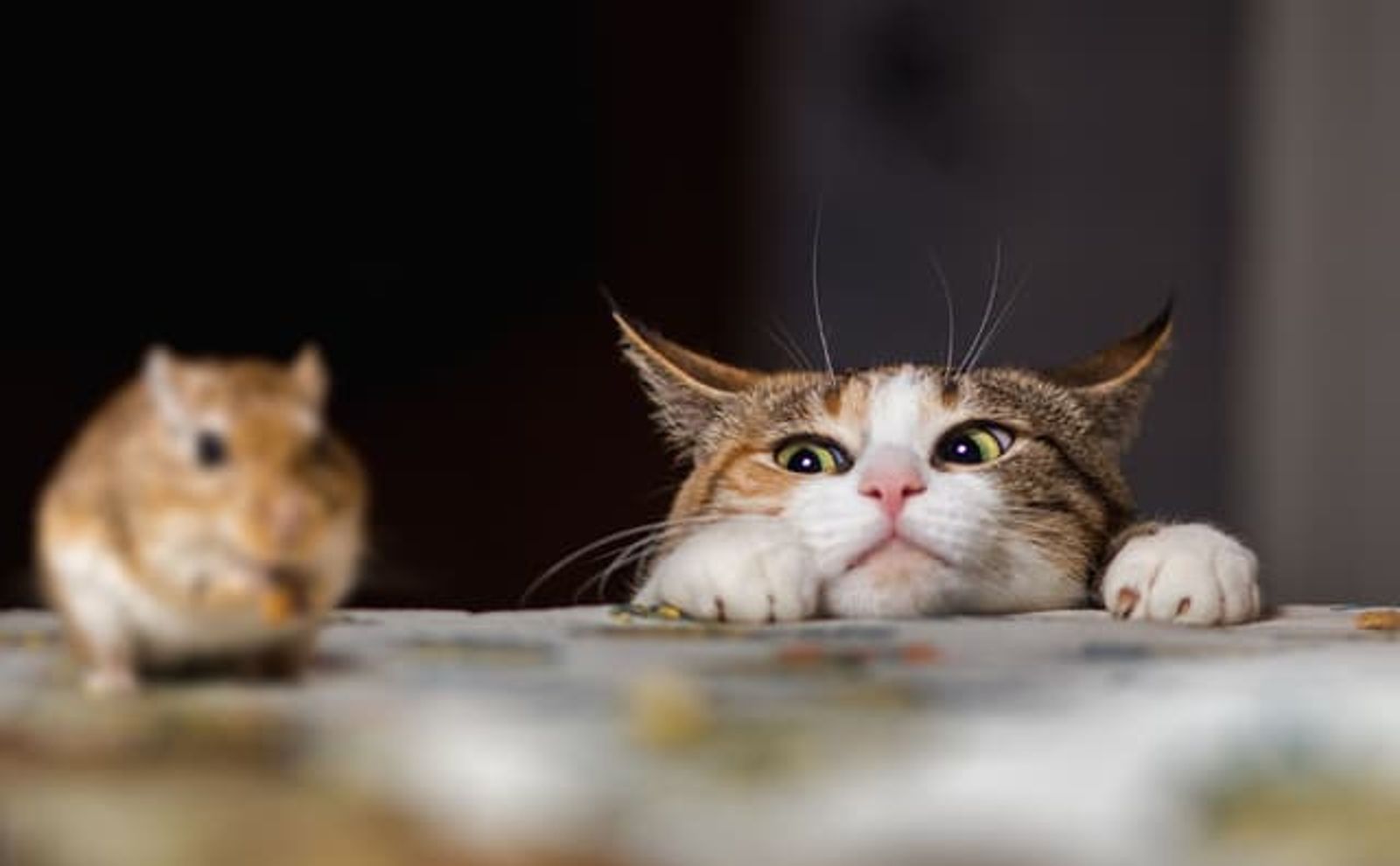 屏東大姐送「死亡快遞」！門口驚見死老鼠　她神邏輯辯：我太怕才抓去丟