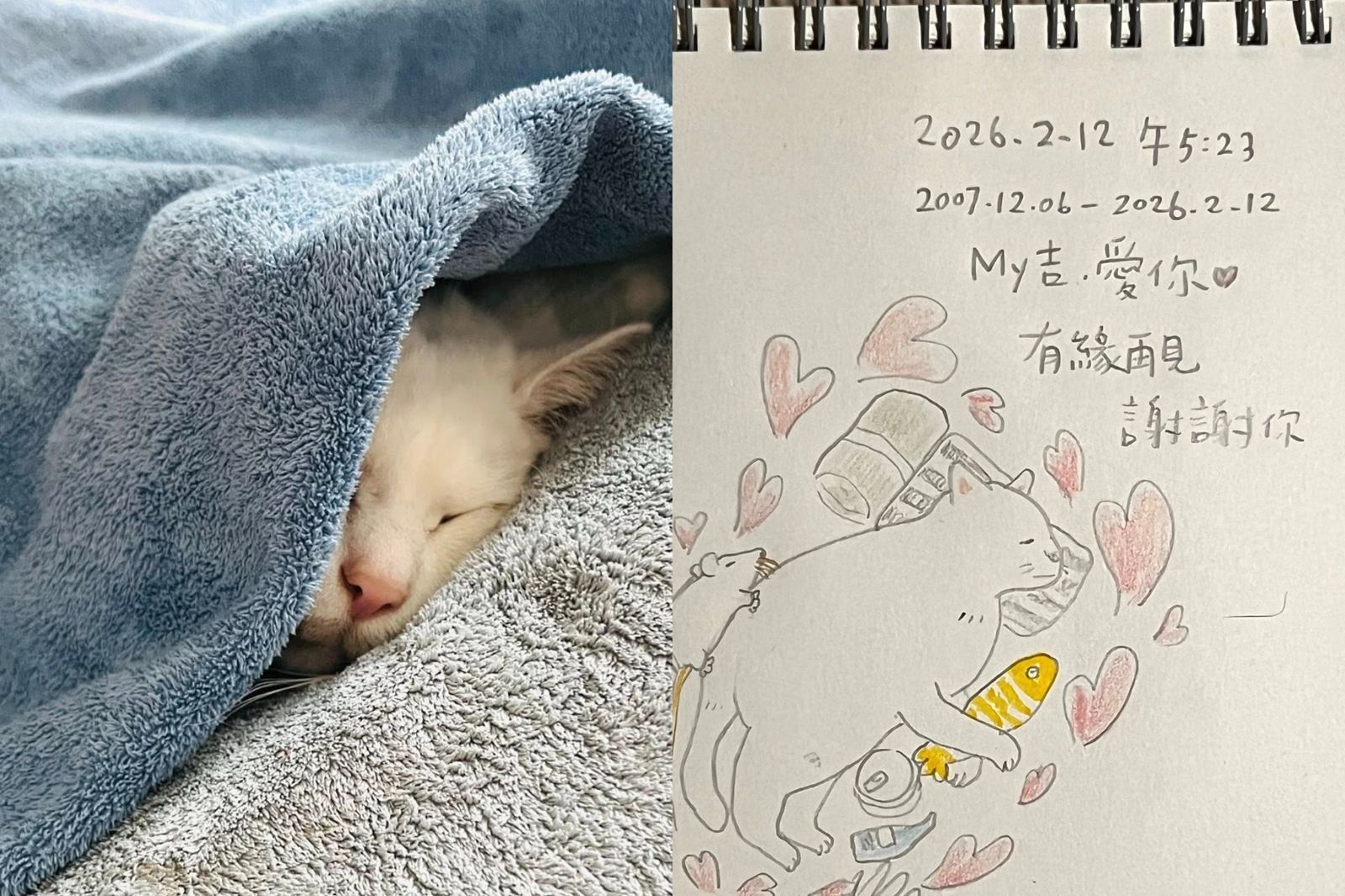 再見「白吉」！19萬粉絲網紅貓咪過世...吉媽淚崩：心空了一塊