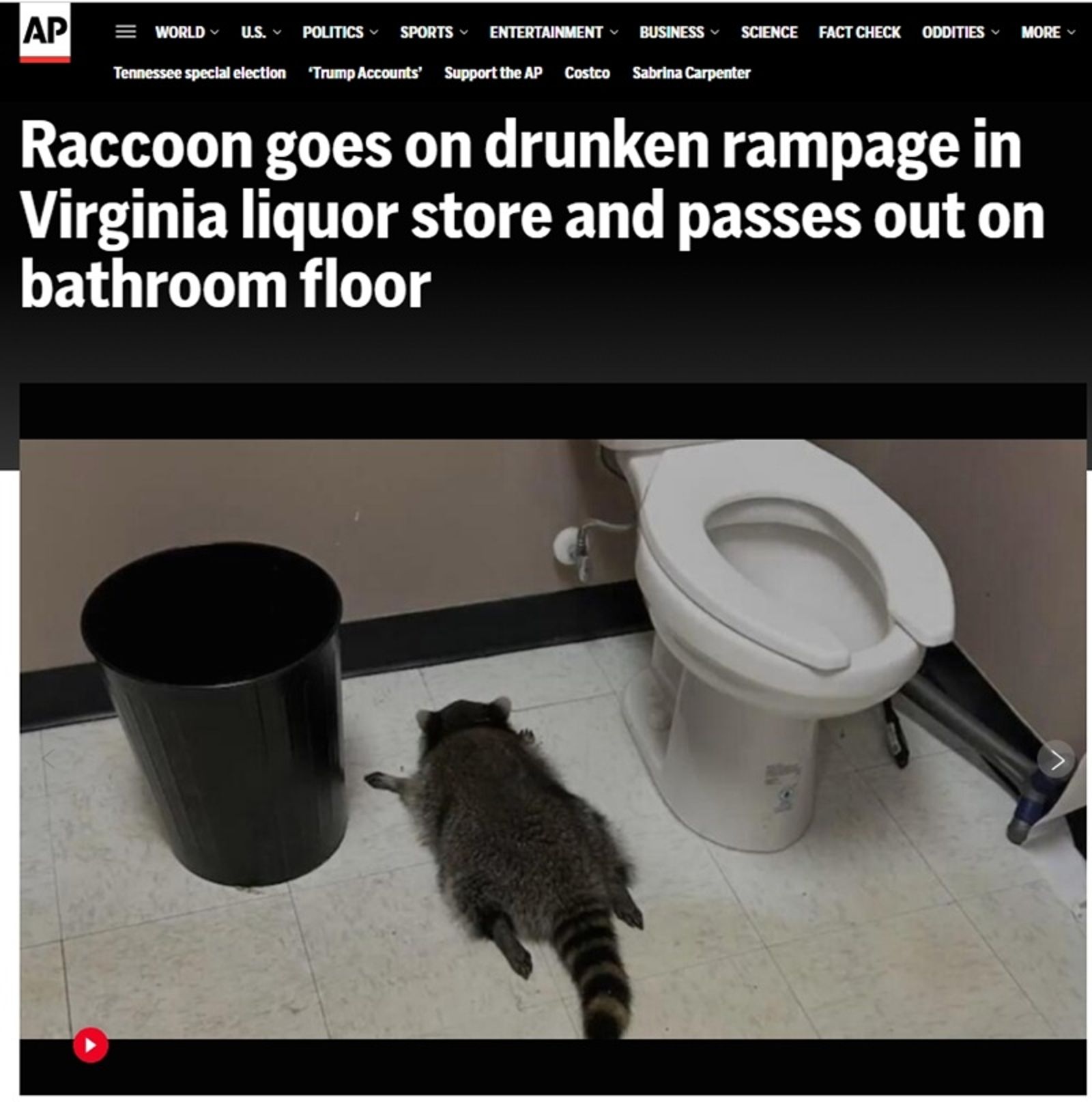 喝醉的浣熊還被《美聯社》報導。圖／翻攝自美聯社網站