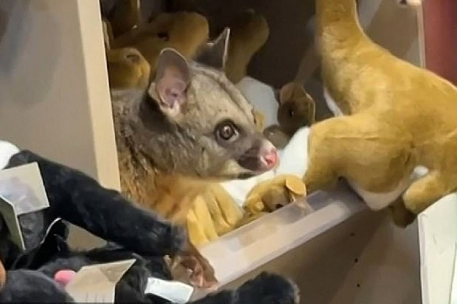 這隻動物布娃娃真可愛 員工大驚:是真的袋貂啦!