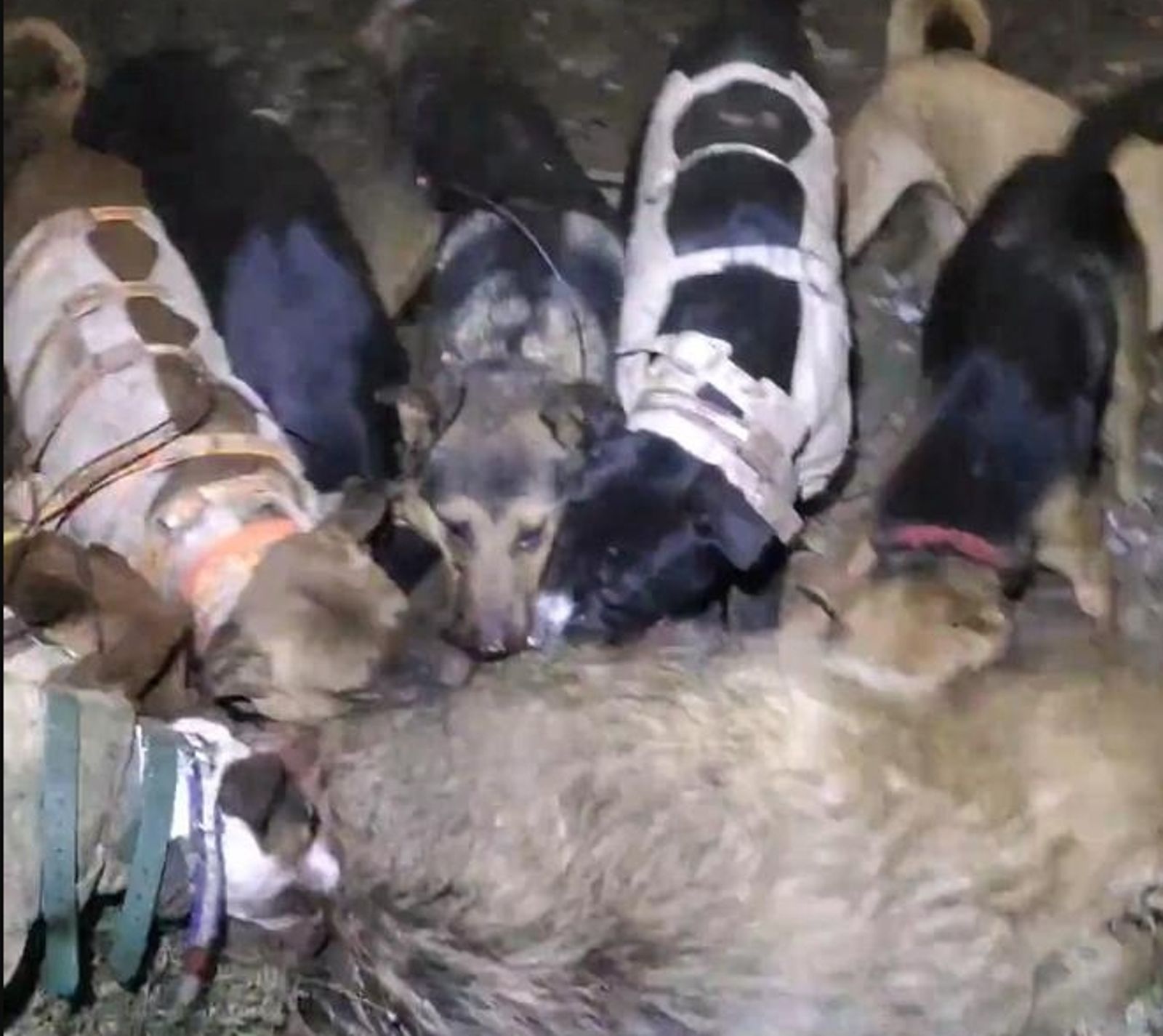 獵犬和大野豬搏鬥。圖／翻攝極目新聞