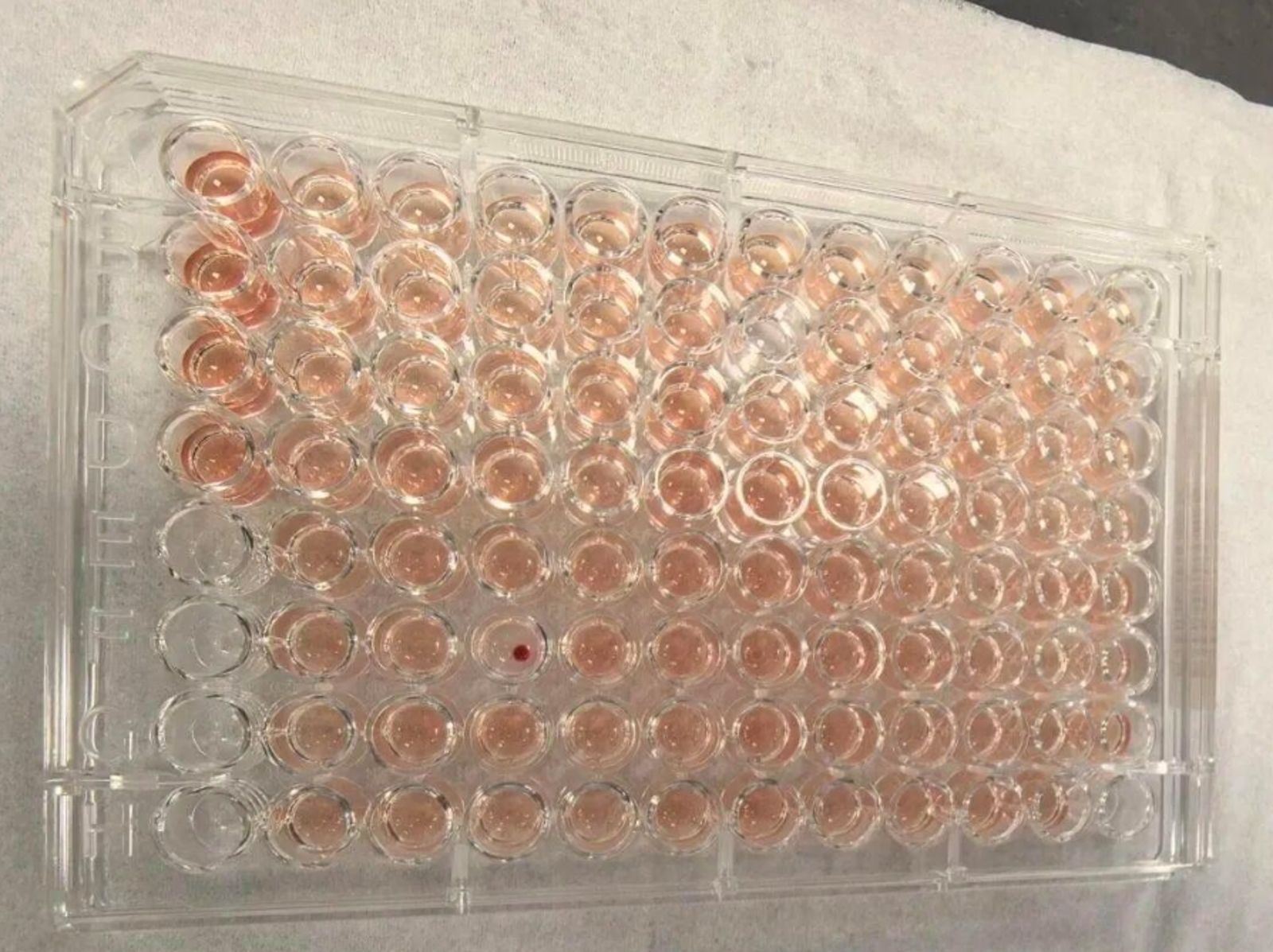 超稀有血型！「鑽石血」被驗出　比「熊貓血」還少見