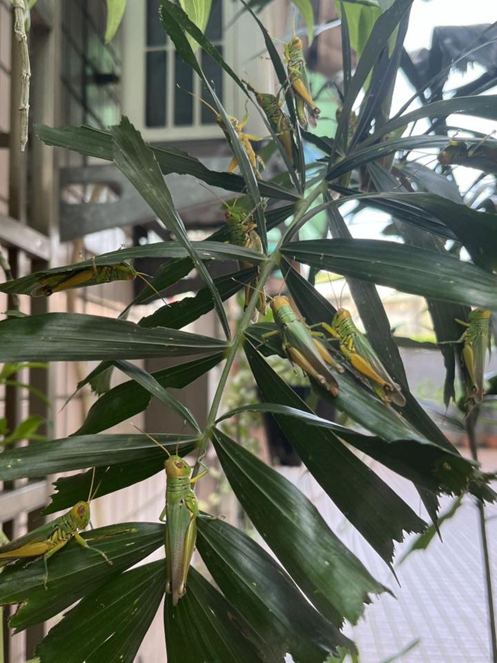 圖／翻攝自FB／路上觀察學院