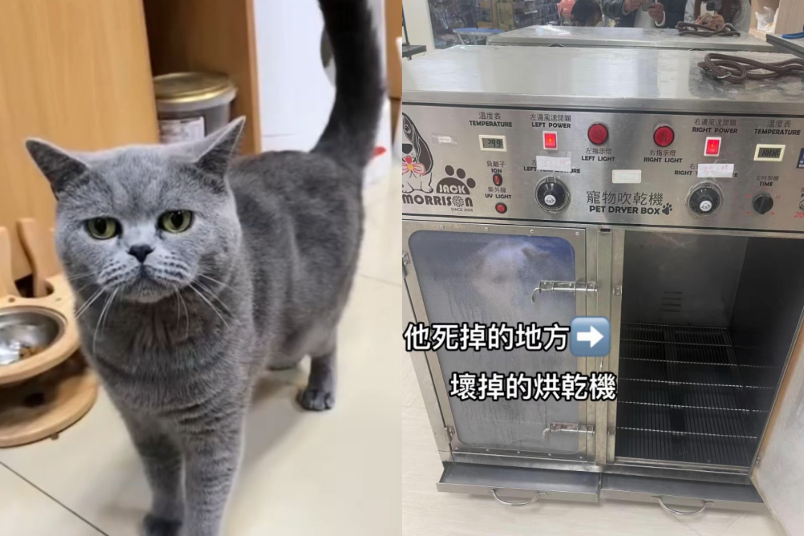 愛貓送知名寵物店洗澡被「活活烤死」　店家稱「換隻貓或賠7萬5」飼主氣炸