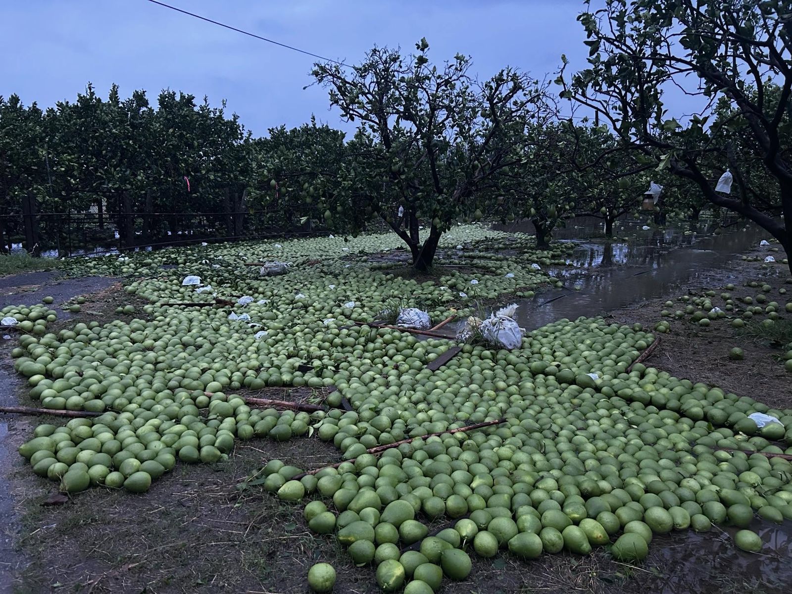丹娜絲掃過「高屏農損慘重」！遍地麻豆文旦「產量恐只剩5%」…農業部火速因應