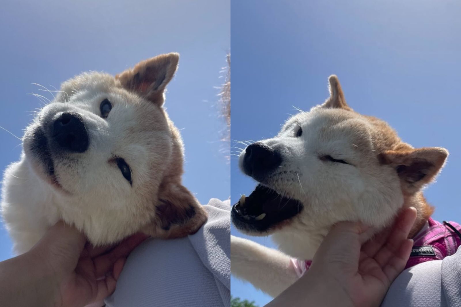 ponsan今年4月底健康亮紅燈,出現「歪脖子」的後遺症。圖/翻攝自ponsan shiba IG