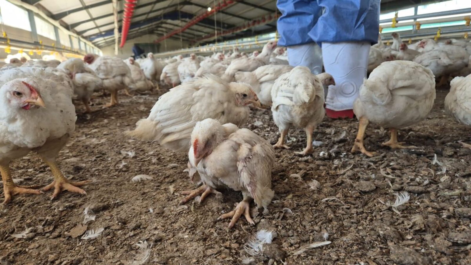 南非食品公司稱財務崩垮任35隻雞自相殘殺　動保員：現場惡臭難聞、令人心碎