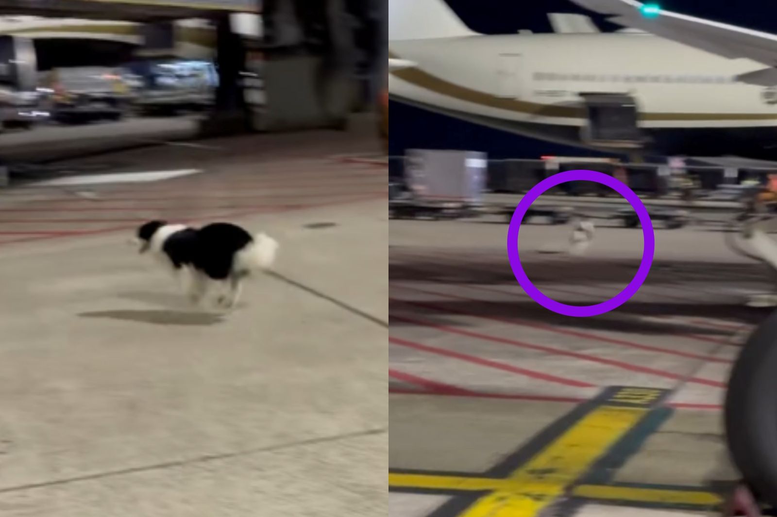 一隻邊境牧羊犬在桃園機場停機坪上奔跑。圖/翻攝自Threads@_y.c_0516