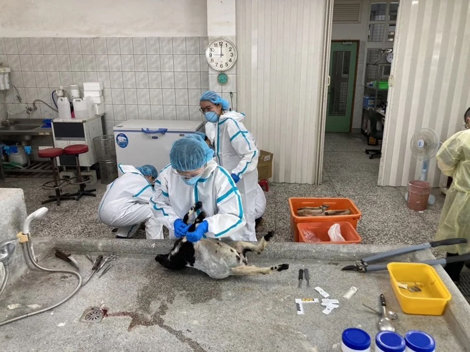 除了羊駝外也有其他動物誤食毒藥，導致身體不適狀況。翻攝畫面