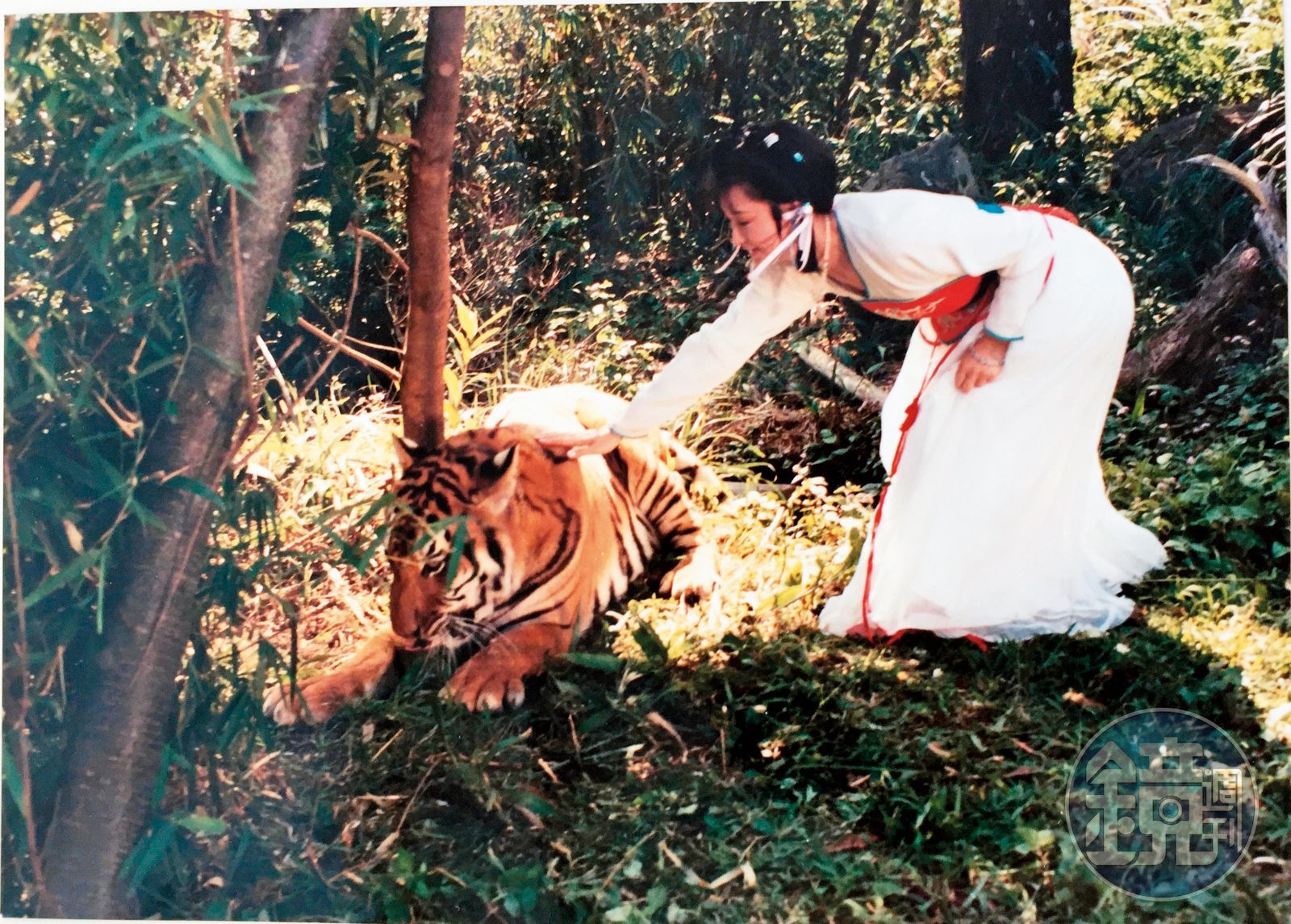 潘迎紫曾分享拍攝《一代女皇》時差點被老虎撲傷。翻攝《鏡週刊》