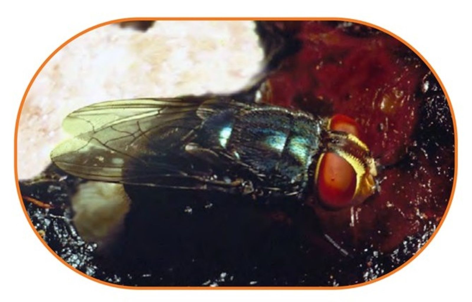 可怕食肉蛆活啃宿主2周致命　美國將生產10億蒼蠅執行滅絕計畫