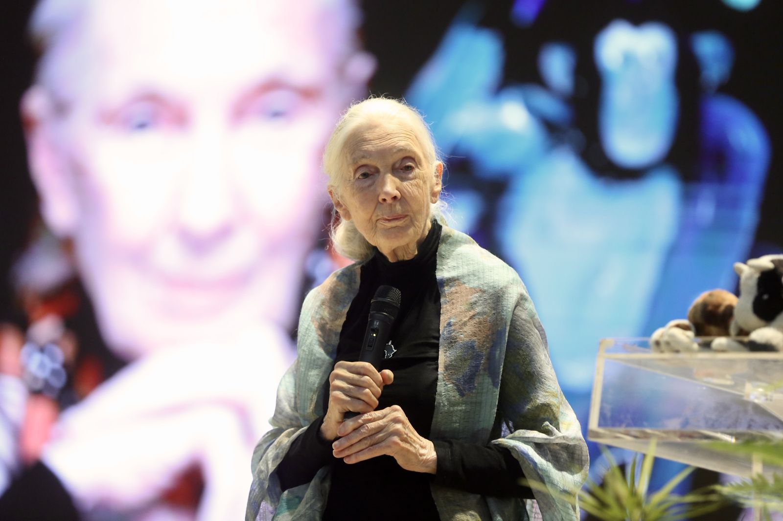 今天啥日｜7／14 世界黑猩猩日 靈長智慧超乎你我想像